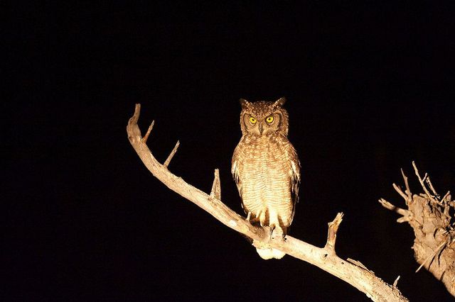 Aventura de 1 Día en Pilanesberg – Noche de Safari
