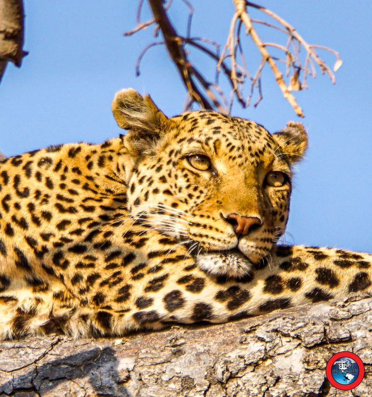 4-Day Big Five Chobe Park & Victoria Falls Tour
