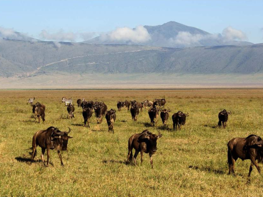 Gran Safari del Este de África: Kenia y Tanzania en 10 Días