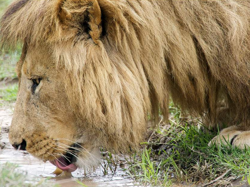 Gran Safari del Este de África: Kenia y Tanzania en 10 Días