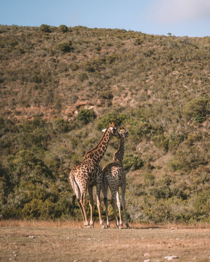 2-Day Luxury Kruger Safari – Big Five Adventure