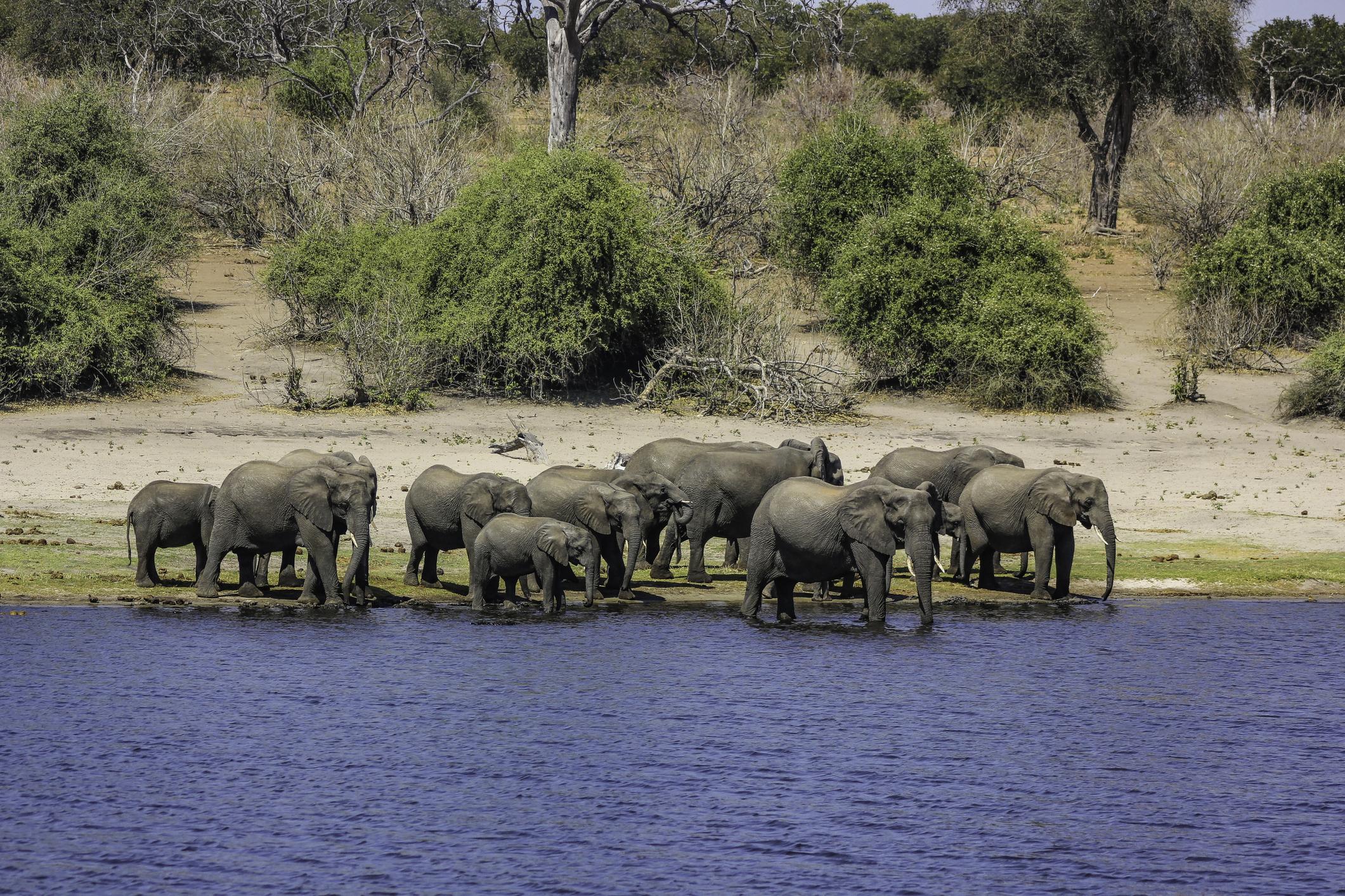 4 day private Chobe safari and Victoria falls escape