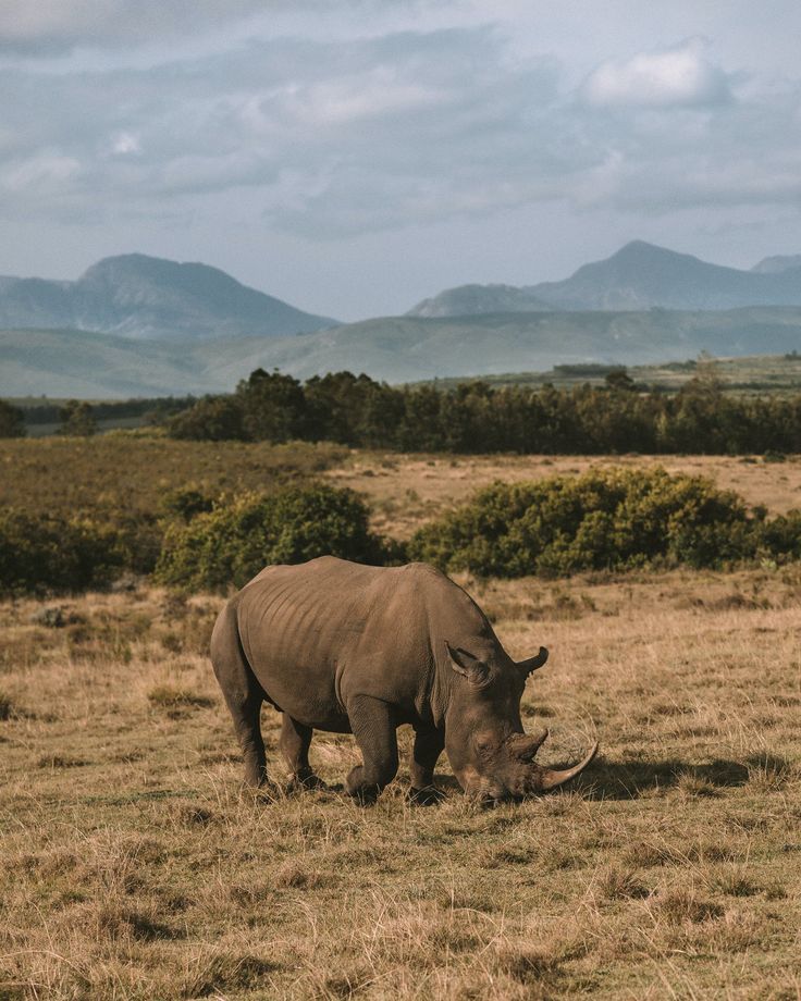 2-Day Scenic Garden Route Safari – Cape Town Adventure