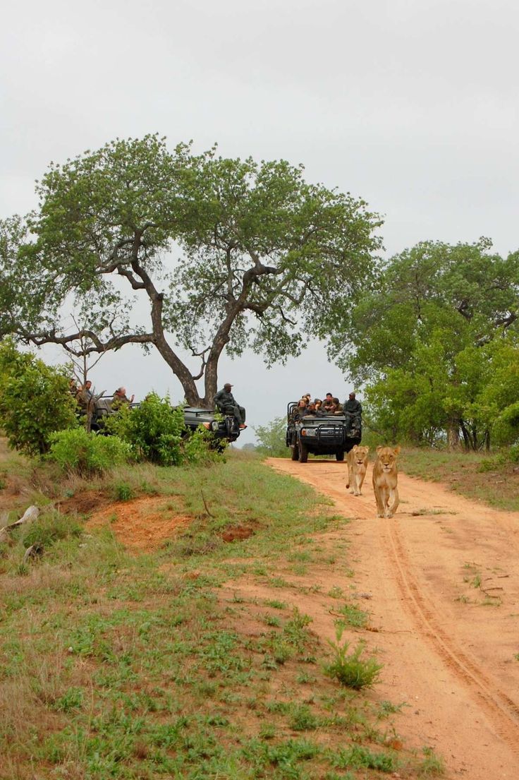 2-Day Sabi Sands Safari – Spot the Big Five