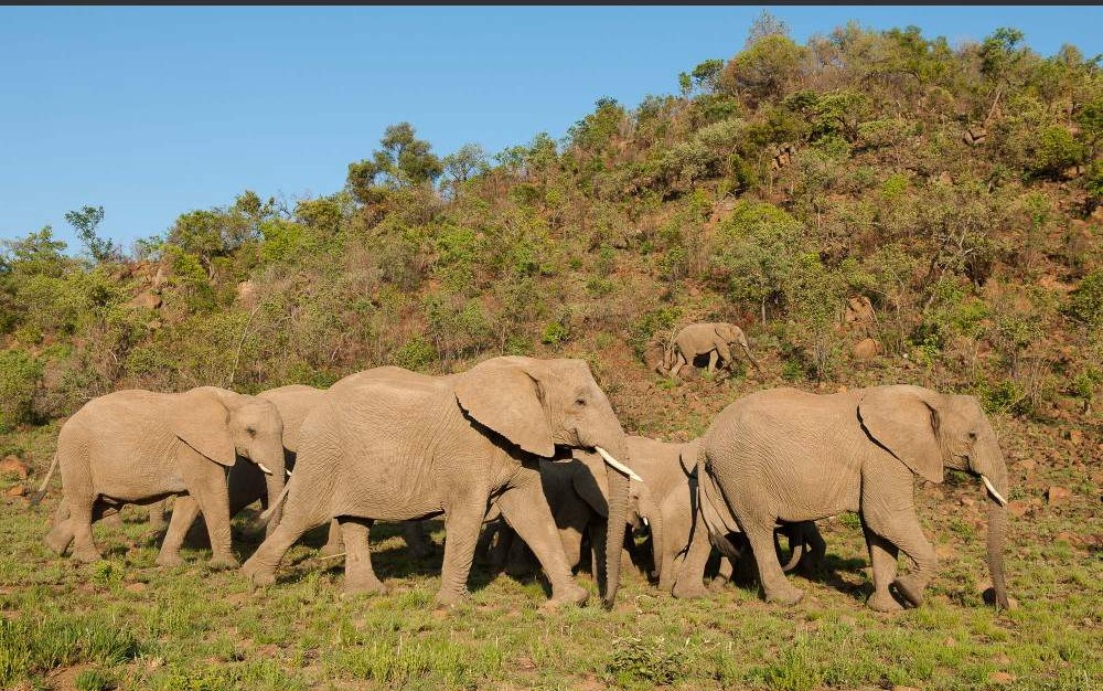 3-Day Exclusive Luxury Escape at Black Rhino Game Lodge