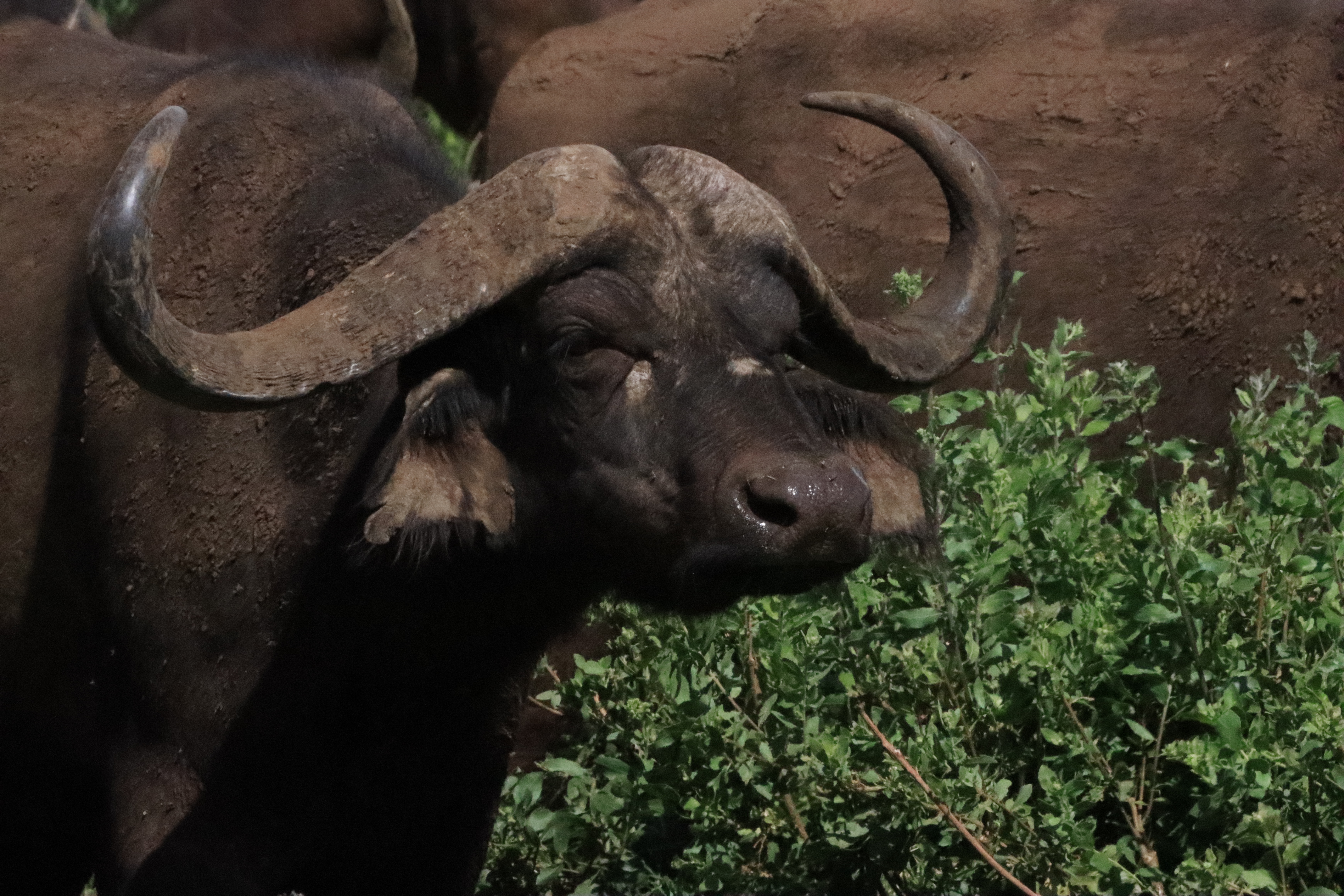 Lake Manyara National Park Full-Day Safari from Arusha with Lunch - travel experience in Tanzania