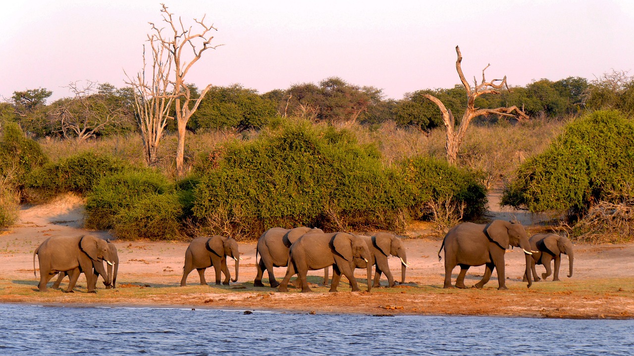 2-Day Chobe Wildlife Safari – Big Game on Land & Water