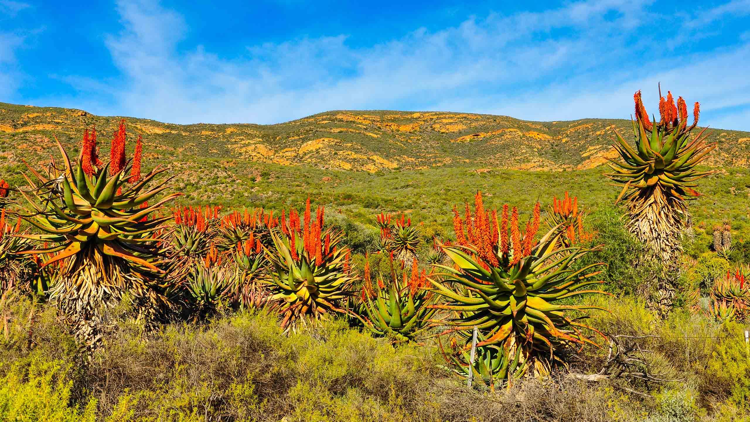 7-Day Garden Route & Cape Winelands Exploration