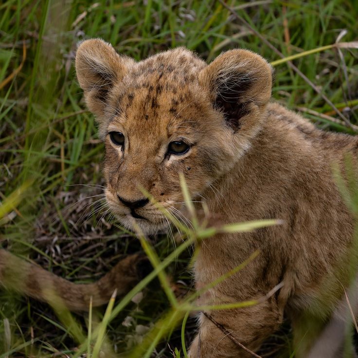 2-Day Safari Getaway near Cape Town – Big Five Adventure