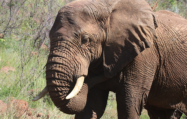 15-Day Southern Africa Adventure: Wildlife, Cities & Culture