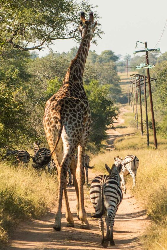 15-Day Southern Africa Adventure: Wildlife, Cities & Culture