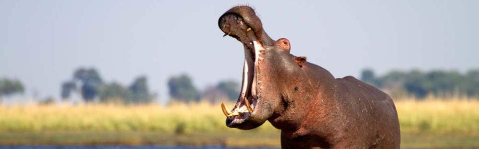 4 day private Chobe safari and Victoria falls escape