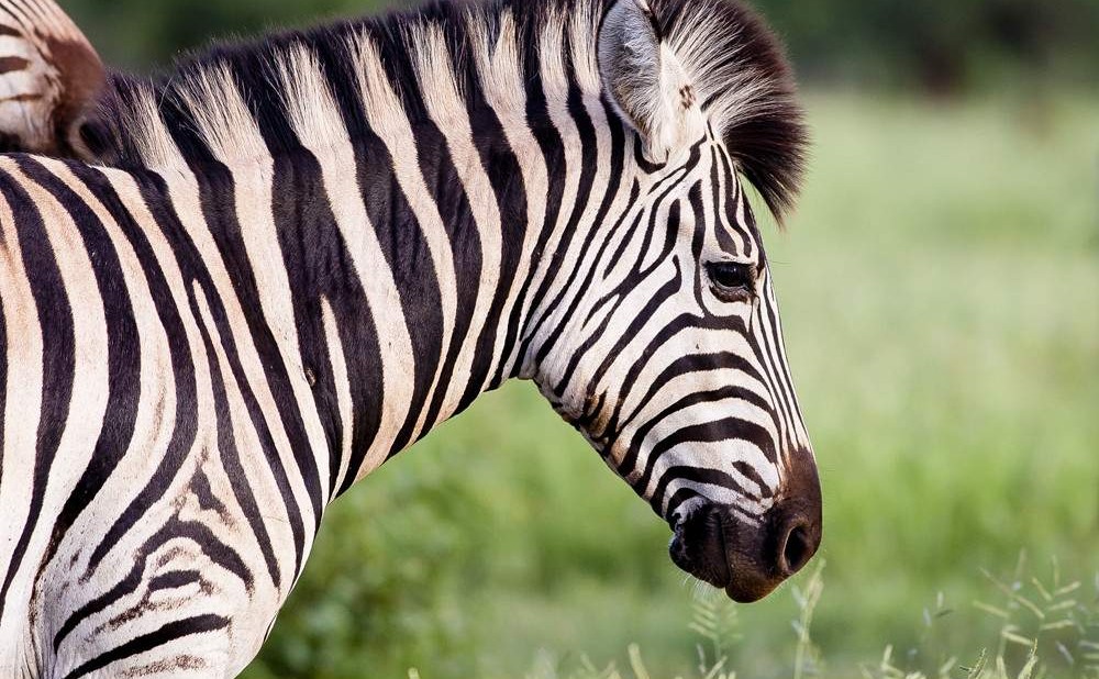 Safari en Kruger con estadía en Tremisana Lodge – 4 días