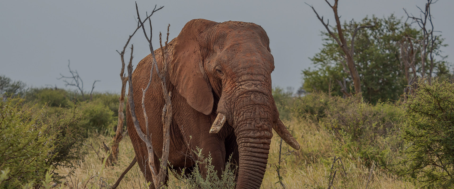 3-Day Madikwe Big Five Safari –African Adventure