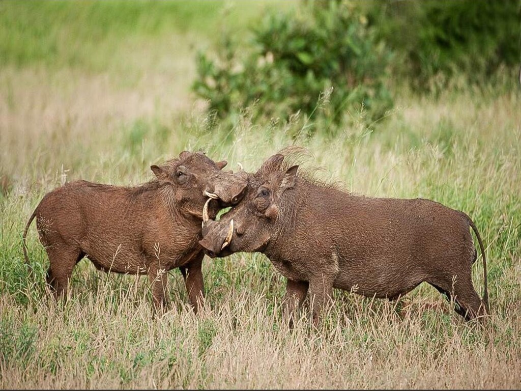 Safari económico de 7 días por el Parque Nacional Kruger, las Cataratas Victoria y el Parque Nacional de Chobe