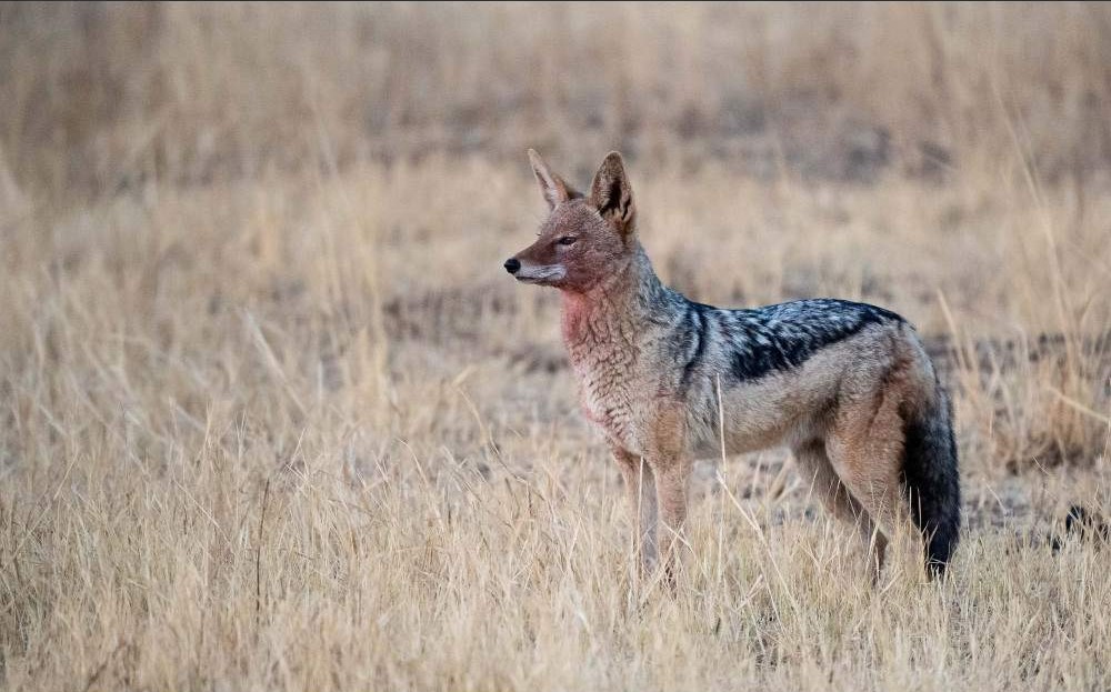 Safari guiado de media mañana en Dinokeng – Medio día