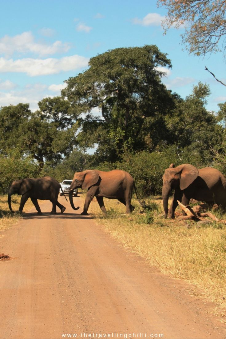 2-Day Luxury Kruger Safari – Big Five Adventure