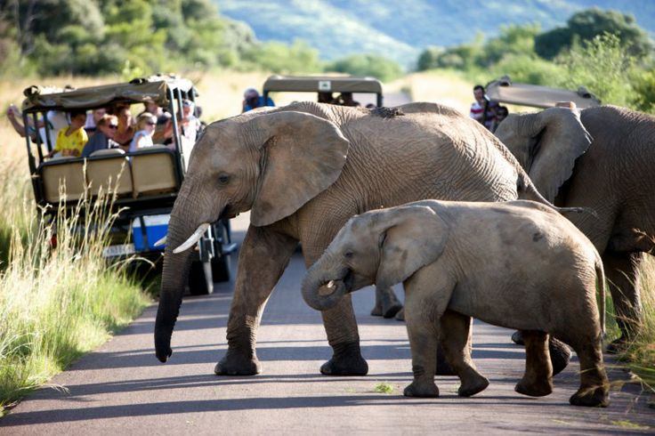 2 day luxury safari at Ivory tree game lodge