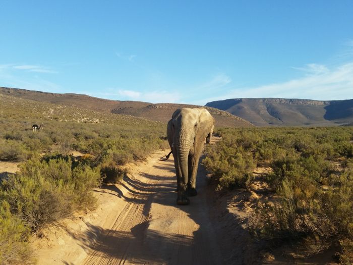 3-Day Cape Agulhas, Safari & Winelands Experience