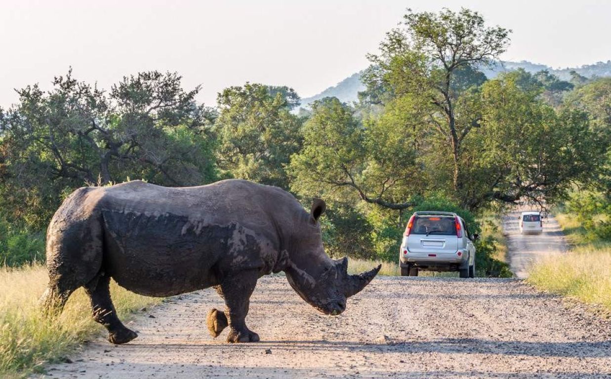 Safari económico de 5 días para ver animales salvajes – Glamping en el Parque Nacional Kruger