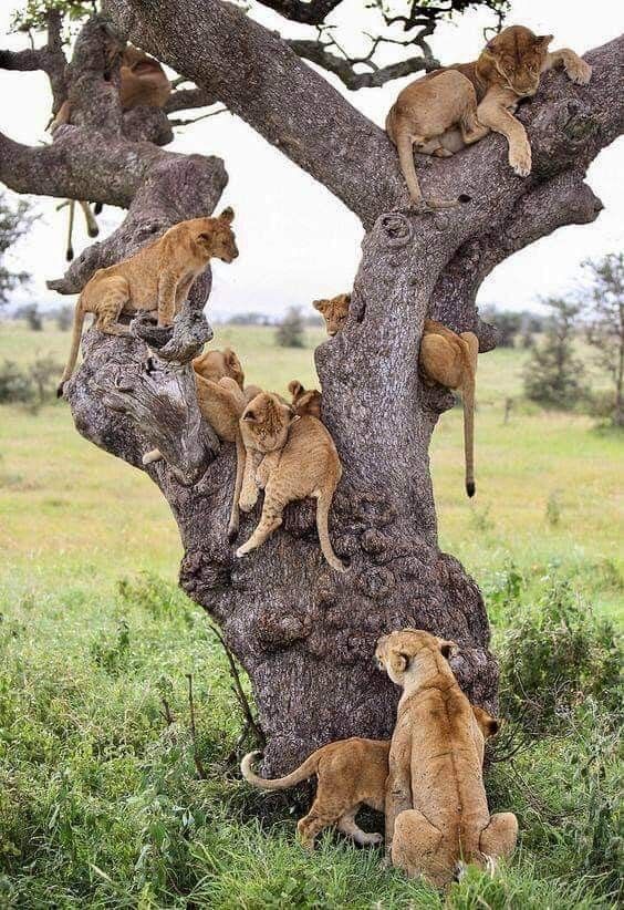 1-Day Kruger Safari at Sunset – Chase the Big Five at Dusk