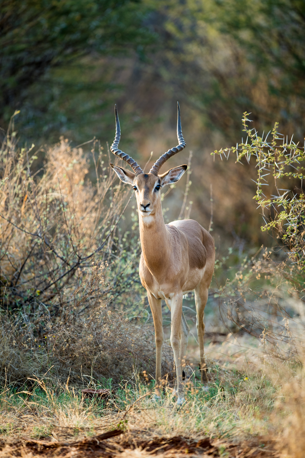 2-Day Wildlife Safari at Pilanesberg