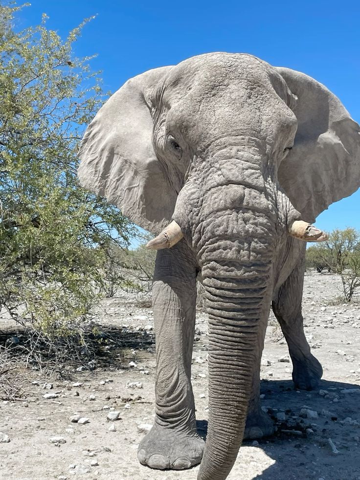 ½-Day Wildlife Safari from Windhoek