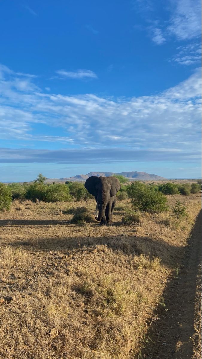 2-Day Etosha Safari from Windhoek – Lions, Elephants & More