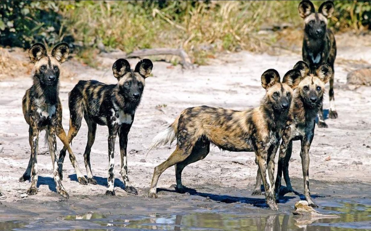 Safari económico de 7 días por el Parque Nacional Kruger, las Cataratas Victoria y el Parque Nacional de Chobe