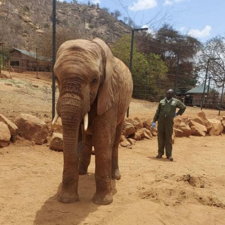 Encuentro con elefantes y experiencia en santuario – 1 día