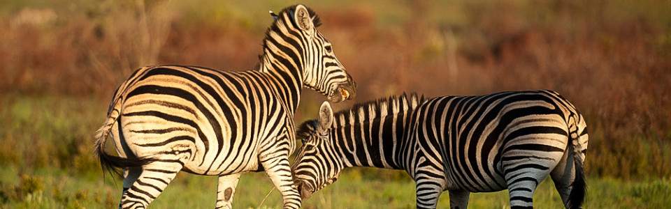 3 day Pilanesberg safari experience – Kwa Maritane