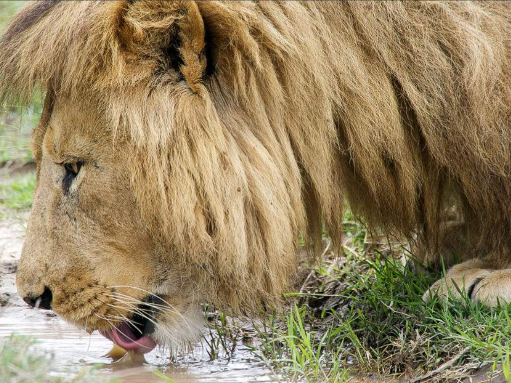 Safari y Playas – 9 Días: Lo Mejor de Tanzania y Zanzíbar