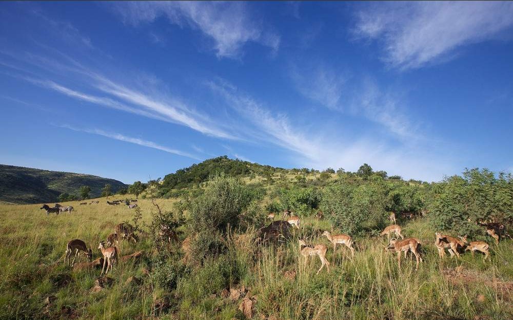 3-Day Exclusive Luxury Escape at Black Rhino Game Lodge