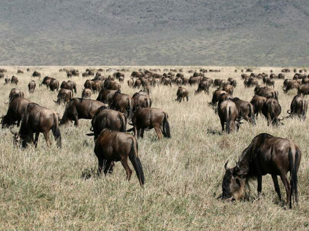 Safari de 9 Días: Gran Migración del Serengeti – Aventura Mid-Range en Tanzania