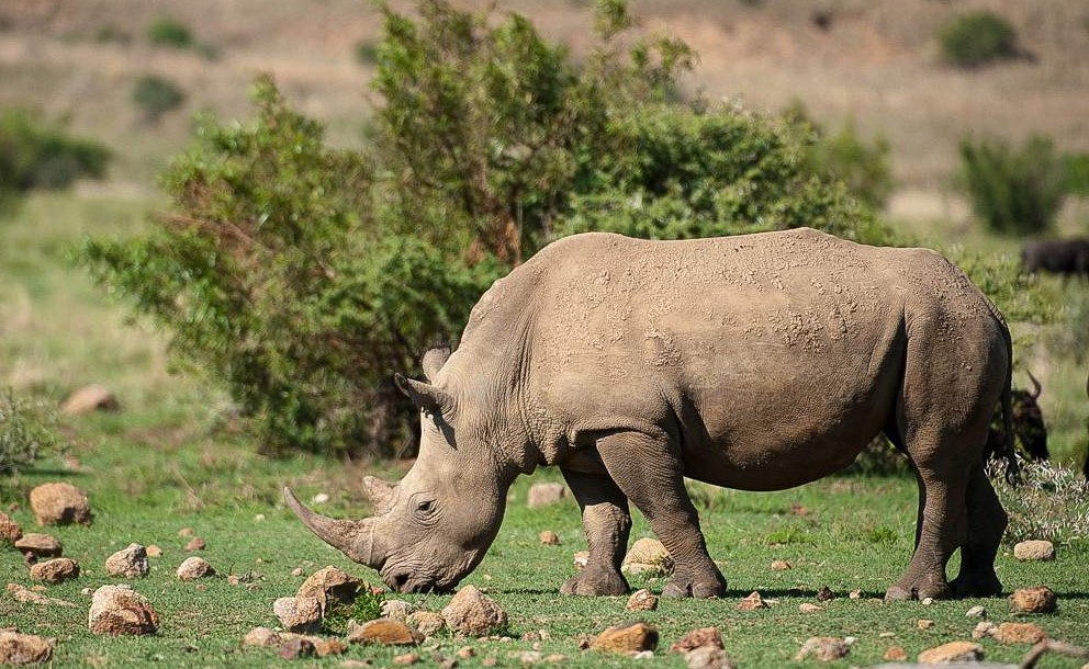 Safari Guiado en Pilanesberg – Medio Día