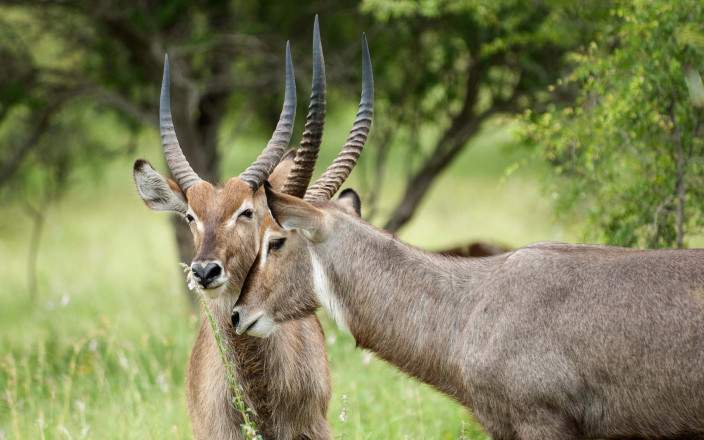 Aventura Accesible de 7 Días en Kruger y las Cataratas Victoria