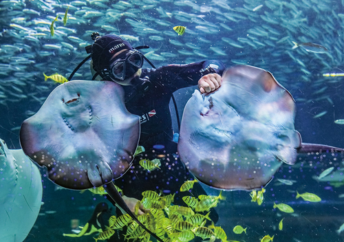 Discounted COEX Aquarium Ticket