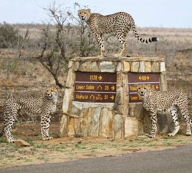 1-Day Kruger Safari at Sunset – Chase the Big Five at Dusk