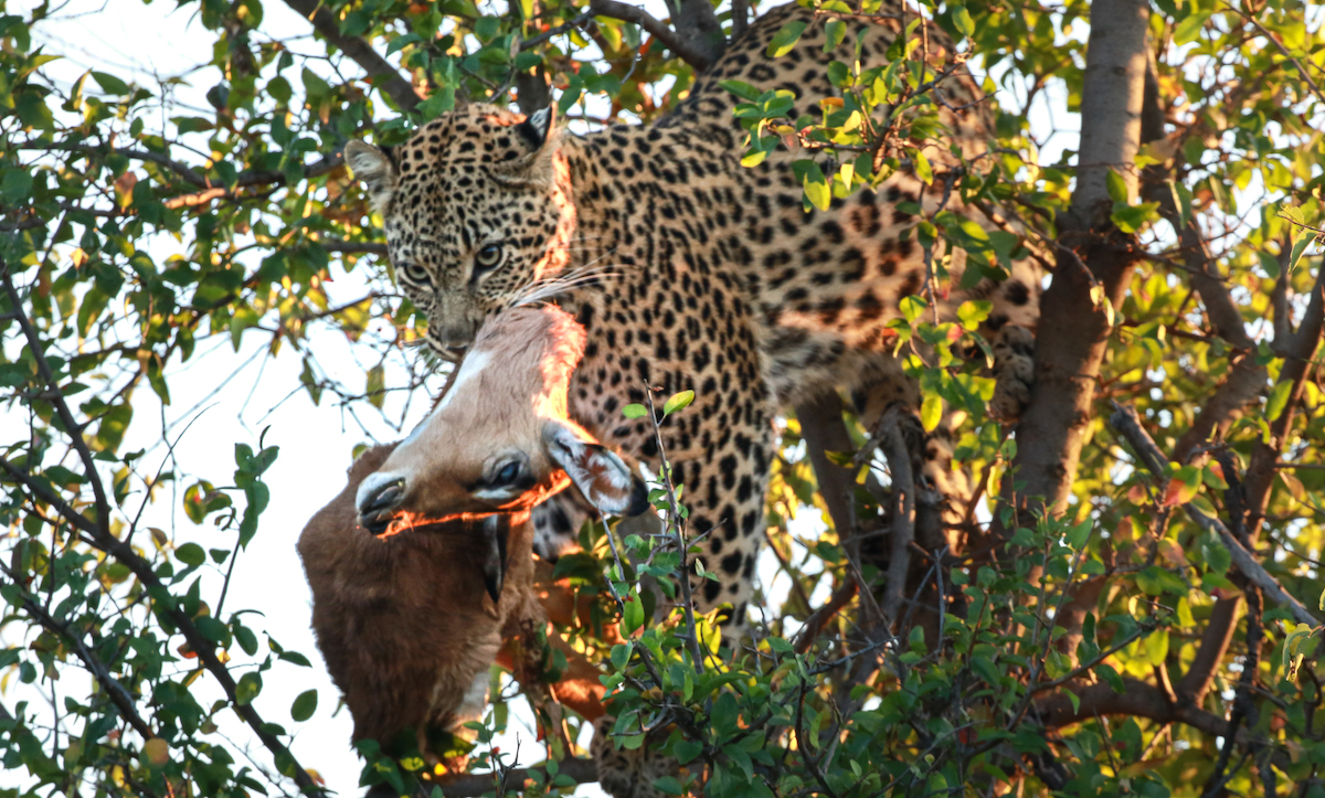 4-Day Adventure – Madikwe Wildlife Safari