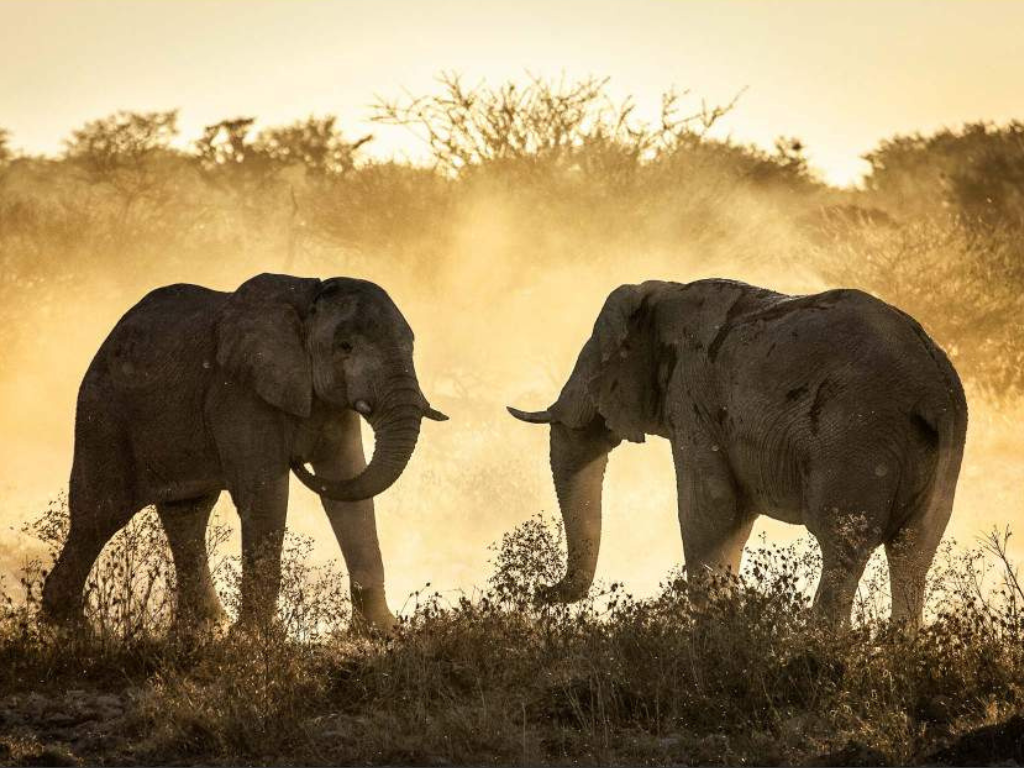 Safari de 7 Días: Amboseli, Lago Naivasha y Maasai Mara