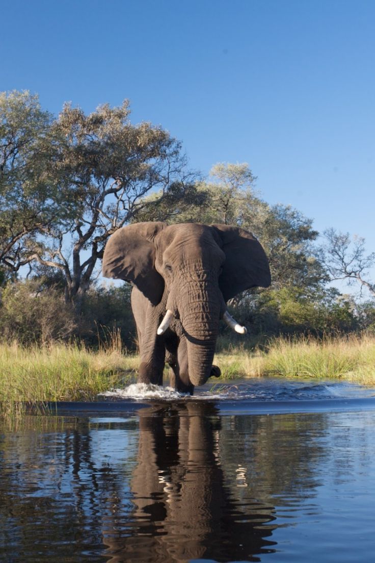 1-Day Wild Chobe Big Five Safari – Kasane Pickup