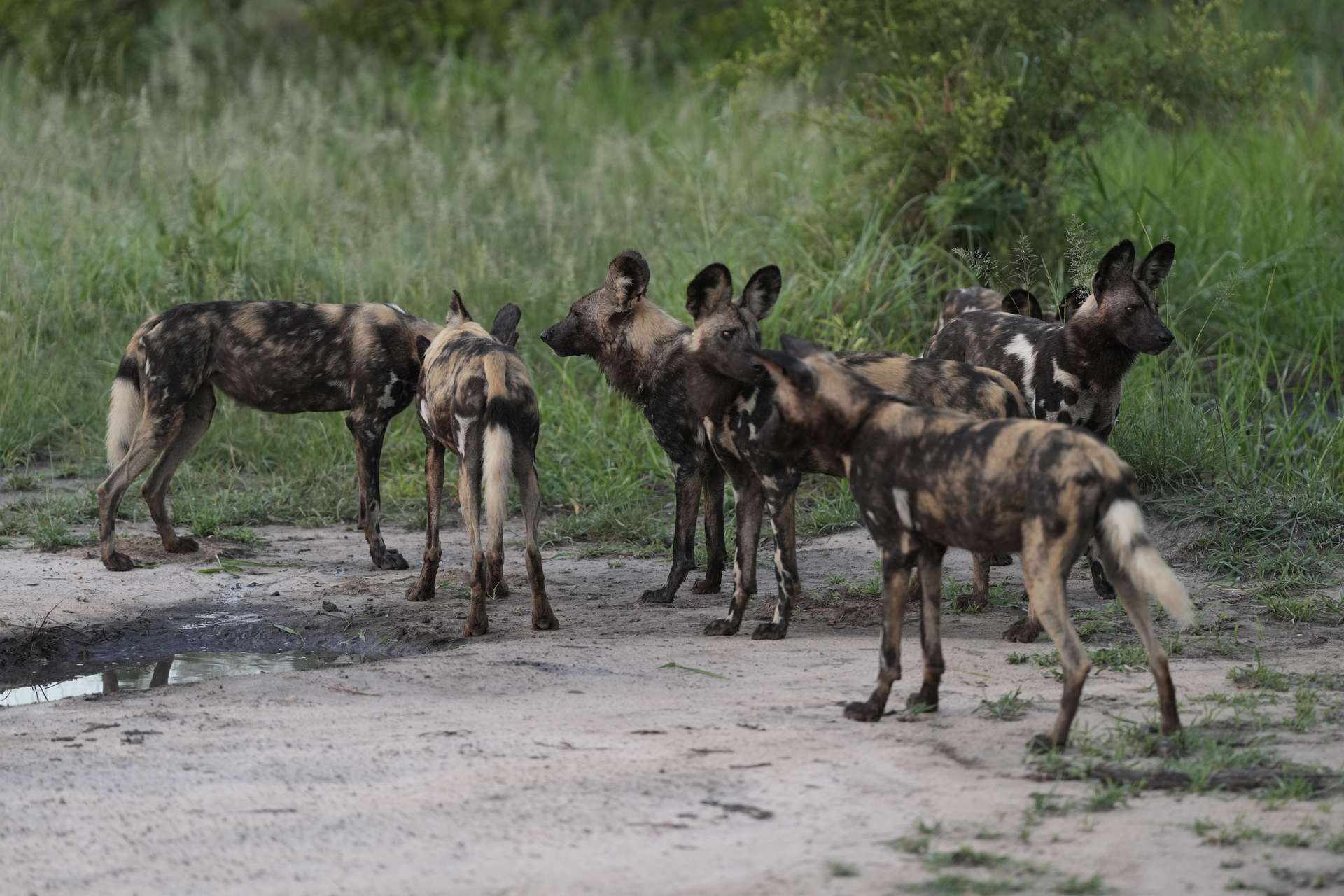 4-Day Adventure – Sabi Sands Safari Lodge Escape