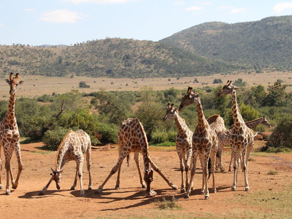 4-Day Wildlife Safari–  Kruger & Panorama Route