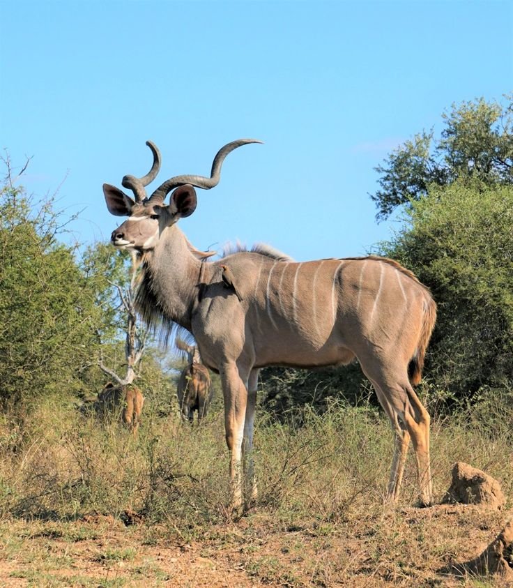Safari de 2 dias en el Gran Kruger – Escapada economica con fauna silvestre