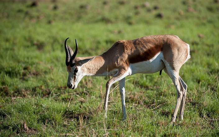 3 day Pilanesberg safari experience – Kwa Maritane