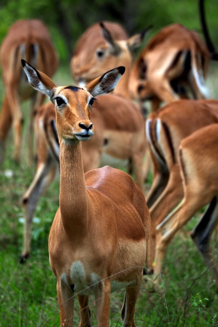 Safari de 2 dias en el Gran Kruger – Escapada economica con fauna silvestre