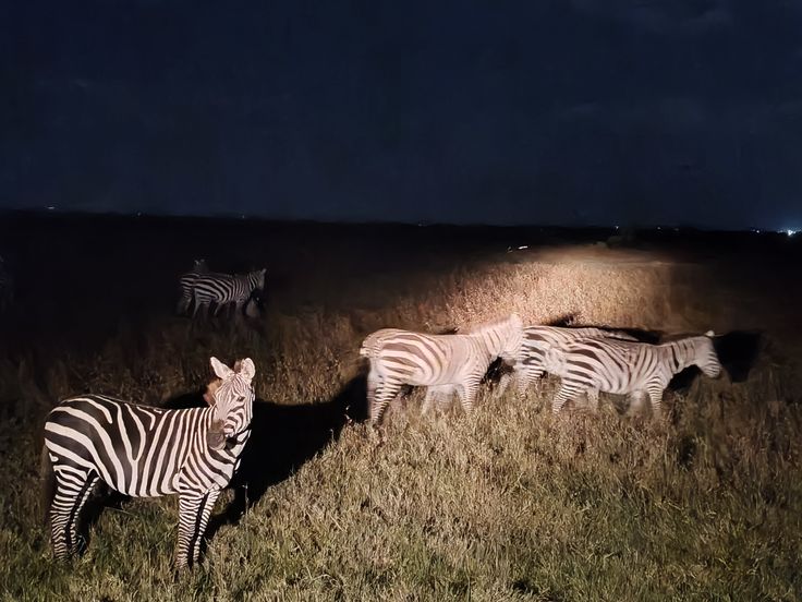 Aventura de 1 Día en Pilanesberg – Noche de Safari