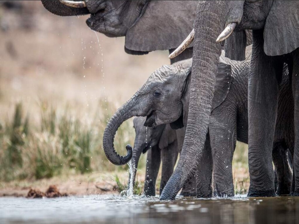 Safari económico de 7 días por el Parque Nacional Kruger, las Cataratas Victoria y el Parque Nacional de Chobe