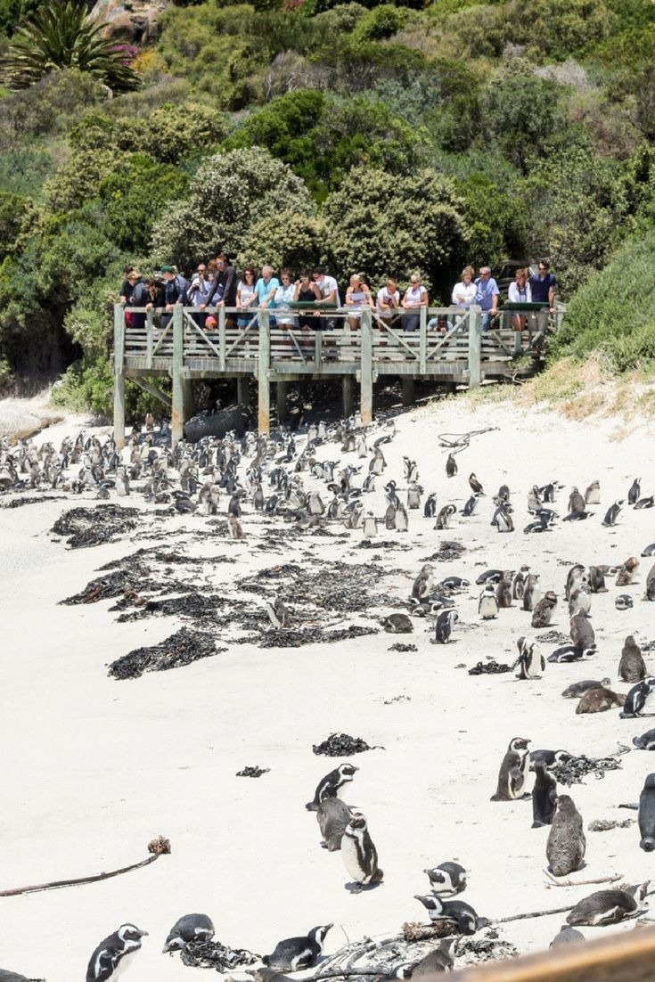 Safari de aventura costera y vida silvestre – 3 días