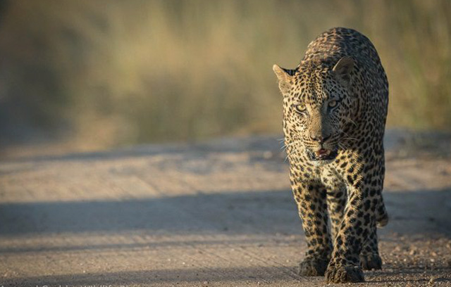 15-Day Southern Africa Adventure: Wildlife, Cities & Culture